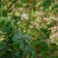 Cardiospermum halicacabum L.